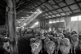 Steam Plains Shearing 022492  © Claire Parks Photography 